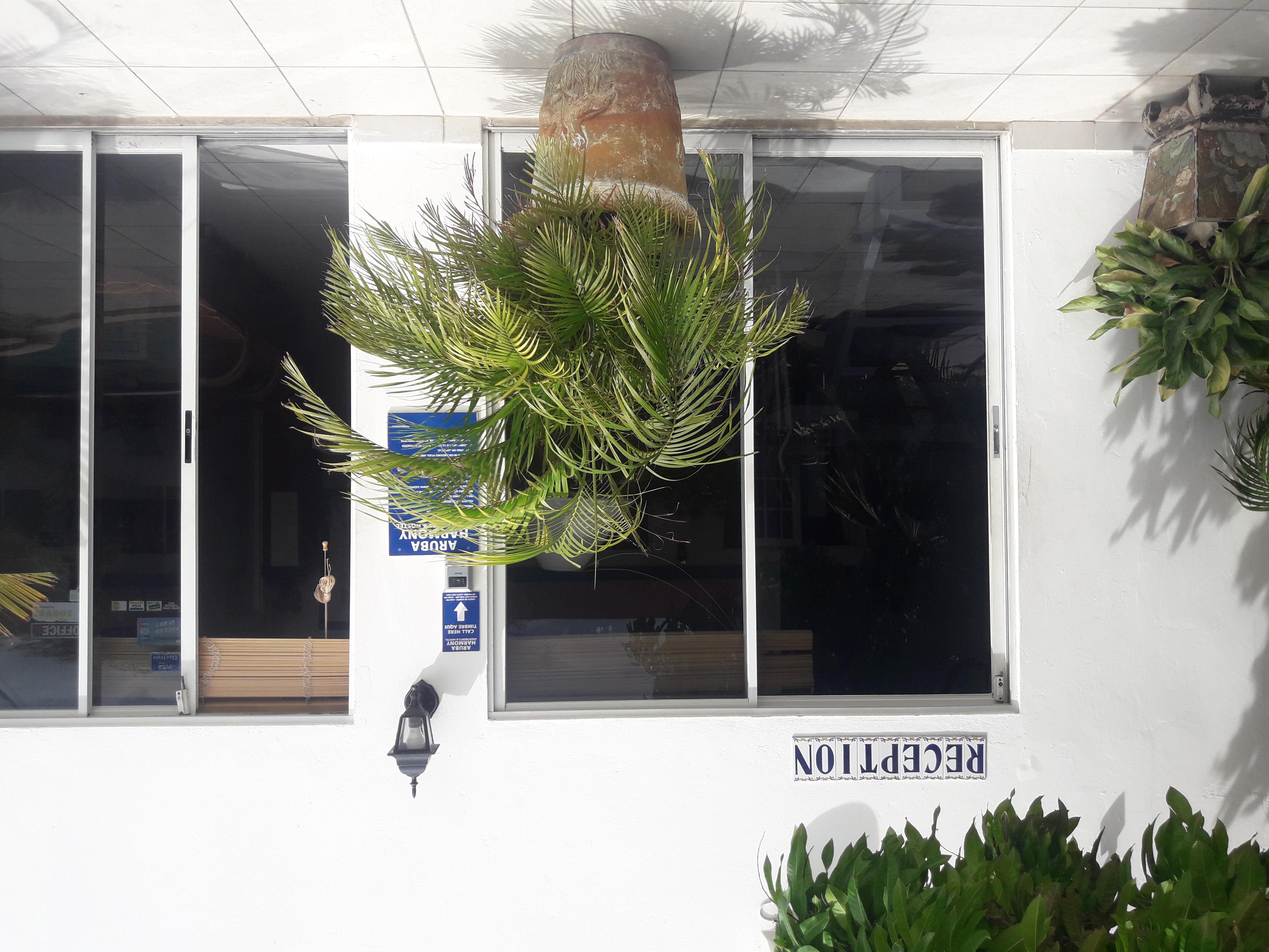 Palmita Hotel Hostel Oranjestad Esterno foto